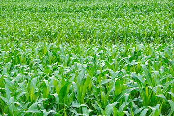 Green corn field at summer, closeup of corn field. Nature background