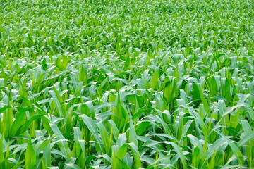 Green corn field at summer, closeup of corn field. Nature background