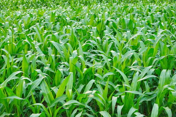 Green corn field at summer, closeup of corn field. Nature background