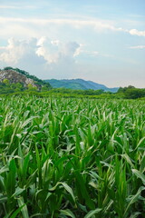 Green corn field at summer, closeup of corn field. Nature background