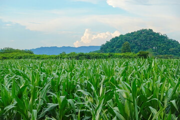 Green corn field at summer, closeup of corn field. Nature background