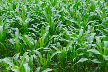 Fototapeta na wymiar Green corn field at summer, closeup of corn field. Nature background