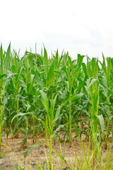 Green corn field at summer, closeup of corn field. Nature background