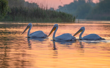 Three pelicans in the sunrise from the Danube delta. Danube delta ornithology destination. Biosphere reserve. Best birdwatching place of Europe.