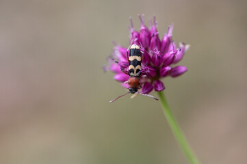 Chlorophorus trifasciatus - Clyte trifacié