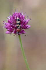Chlorophorus trifasciatus - Clyte trifacié