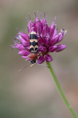 Chlorophorus trifasciatus - Clyte trifacié