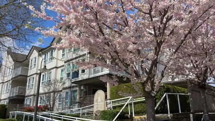 private sector in Vancouver Canada Surrey 2023 april cherry blossoms identical houses quarter in city camera slowly passes shooting on street