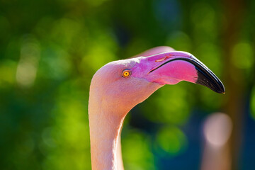 Closeup of a flamingo face