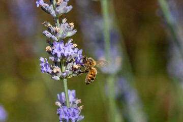 A western Honey bee (Apis mellifera) collecting pollen from Lavender flowers (Lavandula).