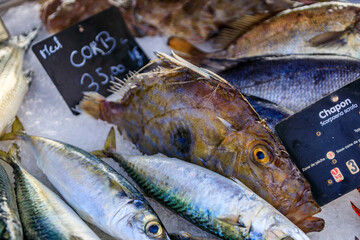 Freshly caught brown meagre or corb fish on display at the fish market in the old town or Vieil...