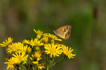 A Gatekeeper butterfly (Pyronia tithonus) resting on Common ragwort flowers (Jacobaea vulgaris).