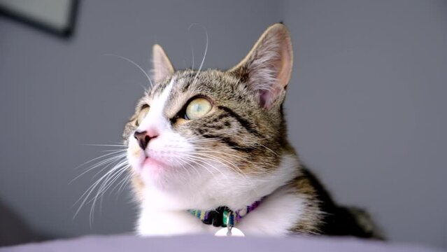 young tabby cat sitting down in bedroom watching her surroundings