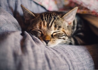 portrait of a my lovely cat while sleeping
