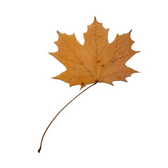 dry maple leaf on a white background. decoration autumn halloween