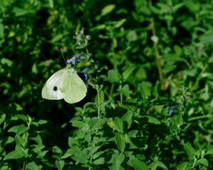 a white cabbage butterfly sits on a flower on a green background. nature