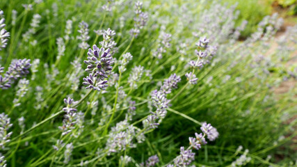 many small light purple lavender flowers grow in a green field. side view . fragrant herbs