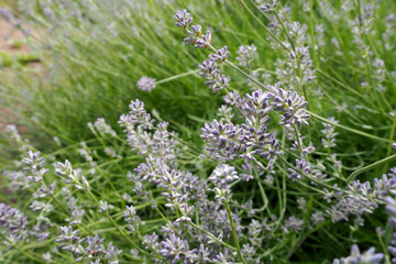 many small light purple lavender flowers grow in the field. side view . fragrant herbs