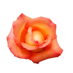 Big bud of orange coral rose with isolated on white background. rose bud top view. greeting card poster congratulations