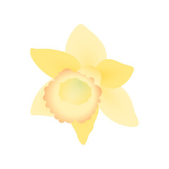 daffodil