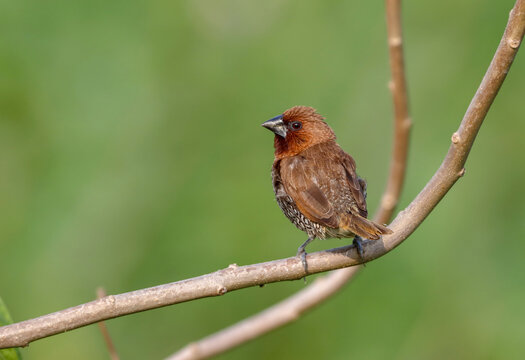 Scaly-breasted munia or spotted munia.scaly-breasted munia is native to India, southern China, and much of southeastern Asia.