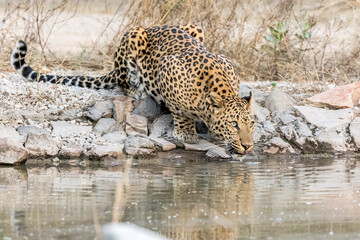 Fototapeta na wymiar Thirsty Leopard
