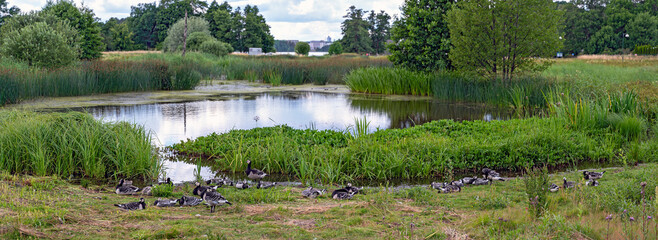 wild geese at a pond in the botanic garden Bergianska in Stockholm in summer, Sweden