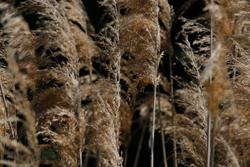 Unos cereales se mueven al son del viento