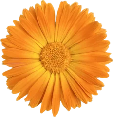 Foto op Plexiglas bright flower with carved sized petals closeup © Aleks