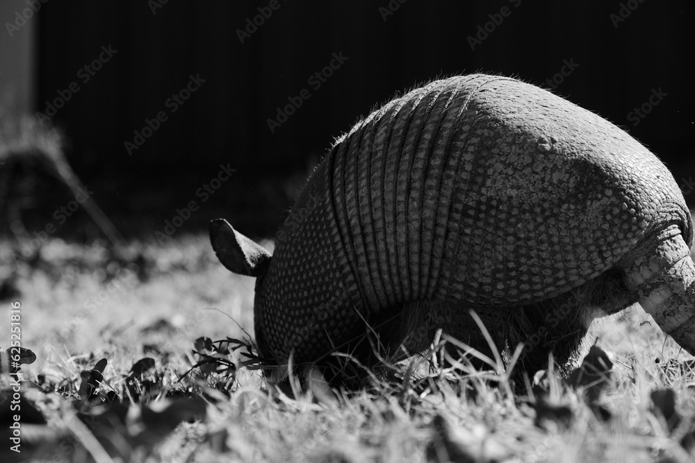 Canvas Prints Nine-banded armadillo in Texas field closeup in black and white, wildlife mammal in nature. - Canvas Prints