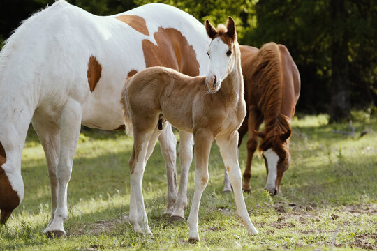 Paint horse mare with foal as group of horses in summer field closeup.