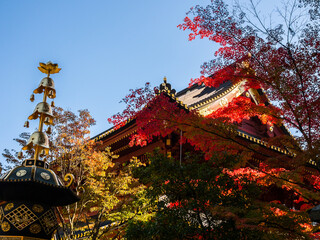 Jamanese roofs in Nikko with foliage