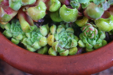 rojnik sempervivum Fantasy