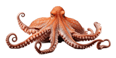 Beautiful Caribbean Reef Octopus Wildlife Themed Cutout Isolated on Transparent Background. AI