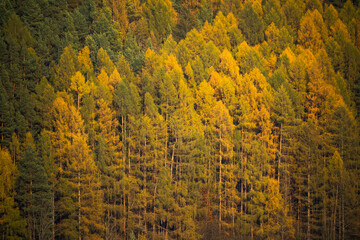 Yellow-leaved pine trees in grove on hillside