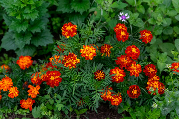 Close up of beautiful Marigold flower in the garden. Macro of marigold in flower bed sunny day.
