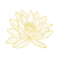 Gold line art lotus flower isolated on white