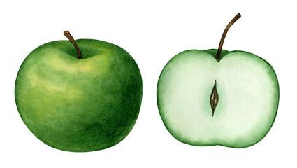 Watercolor drawing of a green apple. Made manually.
