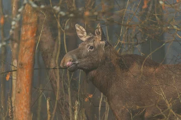 Photo sur Plexiglas Denali Bull Moose, tongue sticking out.
