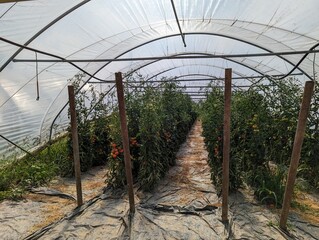 Gem&uuml;seanbau Bio Gew&auml;chshaus