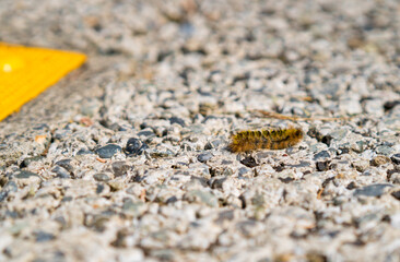 caterpillar on the ground