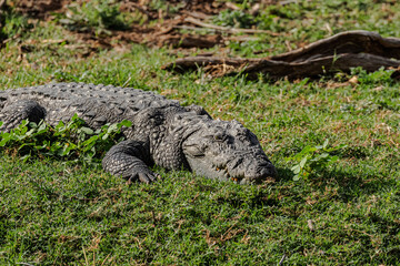 Crocodile