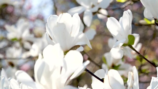 Yulan magnolia flowers are in bloom under the blue sky. Scientific name is Magnolia denudata. High quality photo