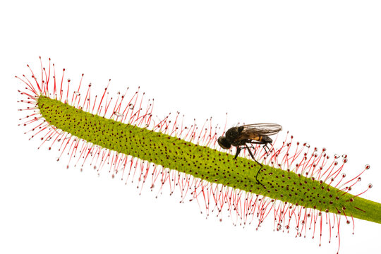 Drosera capensis in the detail, carnivorous plant with fly