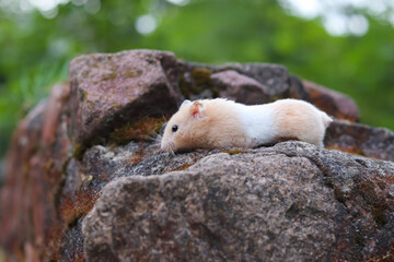 Naklejka na ściany i meble Fluffy hamster climbing a rock