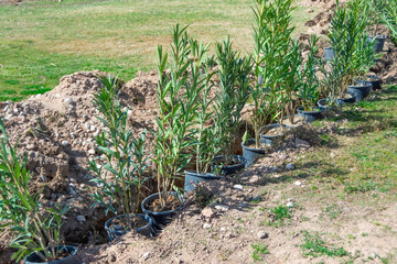Rows of young seedlings of evergreen shrubs in pots ready to be planted in an alley.