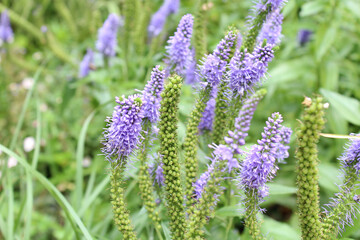 natural background of fresh field violet flowers