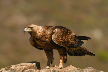 Steinadler