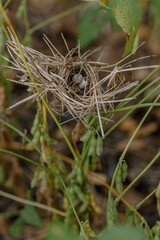 macro of a bird nest in the field