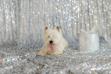 white west terrier on the floor against the background of a silvery shiny fabric